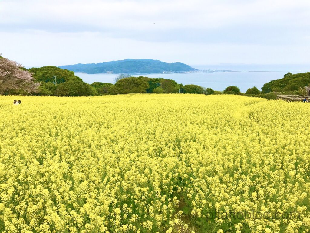 のこのしまアイランドパークの菜の花